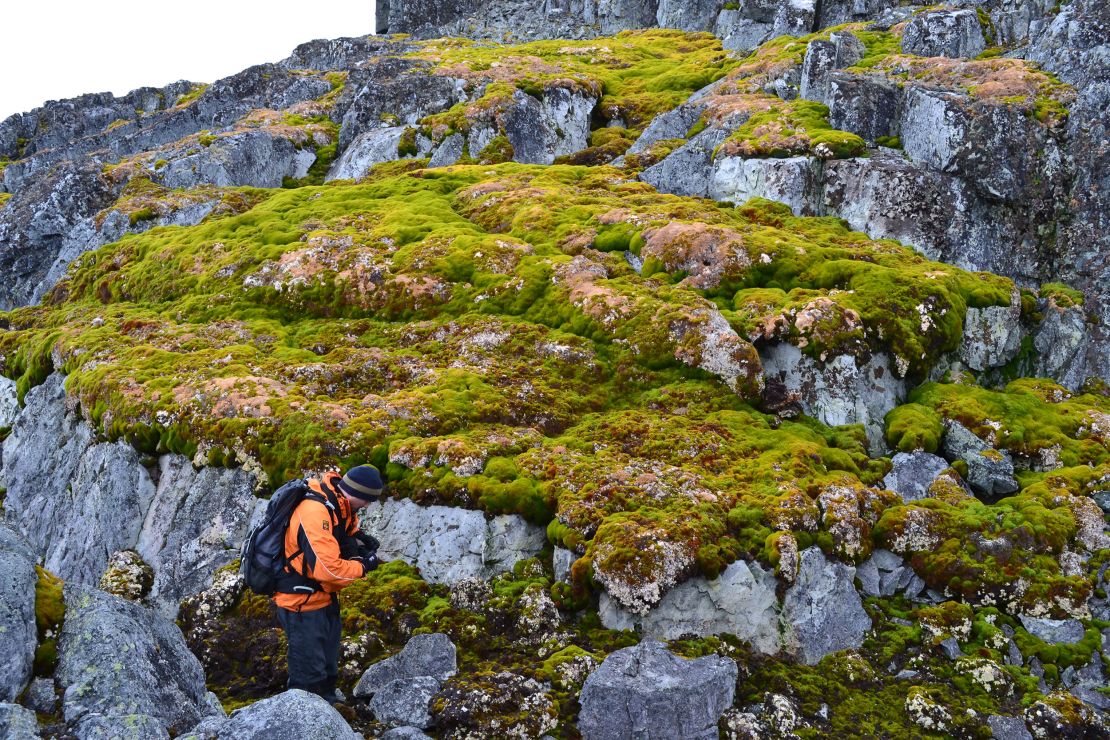 Scientists looked at images from space to see how fast Antarctica is turning green. Here’s what they found